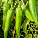 NuMex Sandia, Hot Pepper, - BoxGardenSeedsLLC -Peppers,Eggplants - Seeds