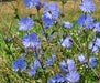 Italian Dandelion, Leaf Chicory, -- BoxGardenSeedsLLC -Gourmet/Native Greens - Seeds