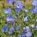 Italian Dandelion, Leaf Chicory, - BoxGardenSeedsLLC -Gourmet/Native Greens - Seeds