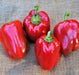 Jupiter, Sweet Bell Pepper, -- BoxGardenSeedsLLC -Peppers,Eggplants - Seeds