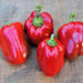 Jupiter, Sweet Bell Pepper, - BoxGardenSeedsLLC -Peppers,Eggplants - Seeds