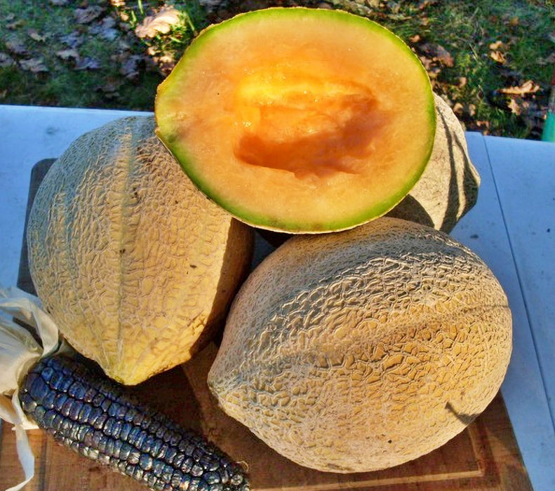 Oregon Delicious, Cantaloupe, - BoxGardenSeedsLLC -Melons, Cantaloupe - Seeds