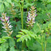 Wild Licorice, Culinary & Medicinal Herbs, - BoxGardenSeedsLLC -Culinary/Medicinal Herbs - Seeds