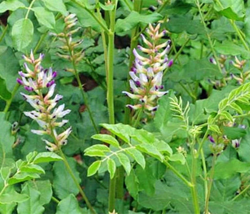 Wild Licorice, Culinary & Medicinal Herbs, -- BoxGardenSeedsLLC -Culinary/Medicinal Herbs - Seeds