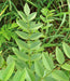 Wild Licorice, Culinary & Medicinal Herbs, -- BoxGardenSeedsLLC -Culinary/Medicinal Herbs - Seeds