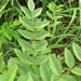 Wild Licorice, Culinary & Medicinal Herbs, - BoxGardenSeedsLLC -Culinary/Medicinal Herbs - Seeds