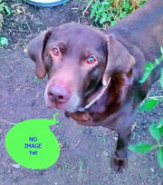 Heirloom Sunflower Seed Collection - 5 Pack Seed Kit - BoxGardenSeedsLLC -Culinary/Medicinal Herbs - Seeds