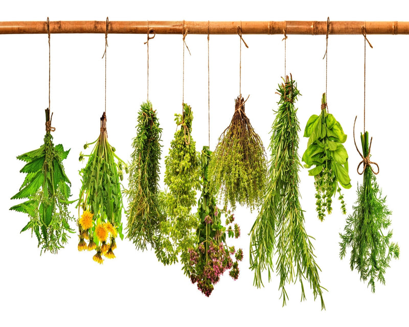 Heirloom Culinary Herb, Seed Collection - BoxGardenSeedsLLC - Culinary/Medicinal Herbs - Seeds - USA Seller, Thank you for shopping here today, Naturally Grown GMO Free Seeds, Heirloom Open Pollinated Seeds, Fresh Top Quality Premium Seeds