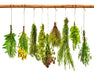 - BoxGardenSeedsLLC - Heirloom Culinary Herb Seed Kit - - Seeds