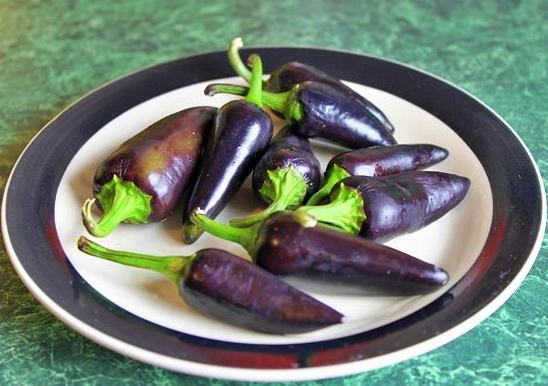 Jalapeno Purple, Hot Pepper - BoxGardenSeedsLLC - Peppers,Eggplants - Seeds - Thank you so much for shopping here today, Fresh Heirloom Vegetable Seeds, Naturally Grown Open Pollinated, More Seeds for Your Money, More Fresh Seeds Per Packet, USA Seller, Thank you for shopping here today, Naturally Grown GMO Free Seeds, Heirloom Open Pollinated Seeds, Fresh Top Quality Premium Seeds