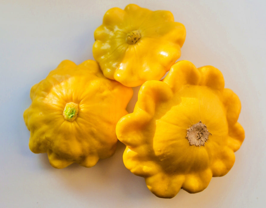 Yellow Scallop, Summer Squash, -- BoxGardenSeedsLLC -Squash,Pumpkins - Seeds