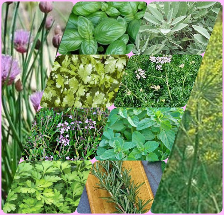 - BoxGardenSeedsLLC - Heirloom Culinary Herb Seed Kit - Culinary/Medicinal Herbs - Seeds