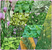 Heirloom Culinary Herb, Seed Collection - BoxGardenSeedsLLC - Culinary/Medicinal Herbs - Seeds - USA Seller, Thank you for shopping here today, Naturally Grown GMO Free Seeds, Heirloom Open Pollinated Seeds, Fresh Top Quality Premium Seeds