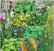 Heirloom Culinary Herb, Seed Kit, -- BoxGardenSeedsLLC -Culinary/Medicinal Herbs - Seeds