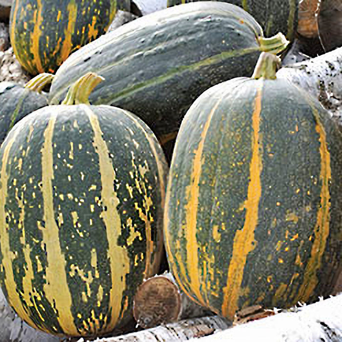 Tours, Pumpkin, - BoxGardenSeedsLLC -Squash,Pumpkins - Seeds