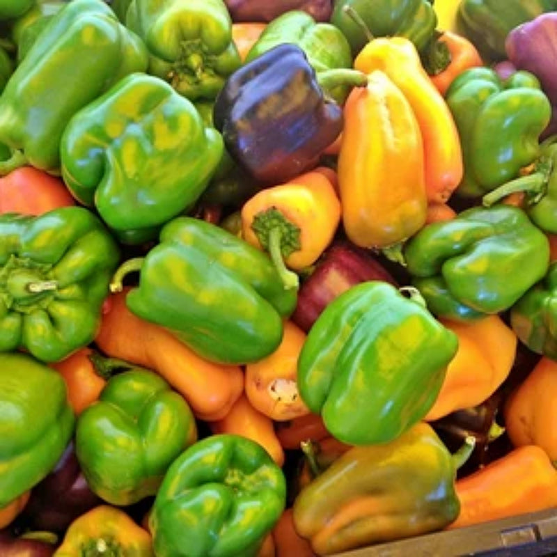 Rainbow Garden, Seed Collection - BoxGardenSeedsLLC - Seed Collections - Seeds - Thank you for for supporting my shop, USA Seller, Thank you for shopping here today, Naturally Grown GMO Free Seeds, Heirloom Open Pollinated Seeds, Fresh Top Quality Premium Seeds