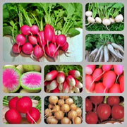 Rainbow Garden, Seed Collection - BoxGardenSeedsLLC - Seed Collections - Seeds - Thank you for for supporting my shop, USA Seller, Thank you for shopping here today, Naturally Grown GMO Free Seeds, Heirloom Open Pollinated Seeds, Fresh Top Quality Premium Seeds