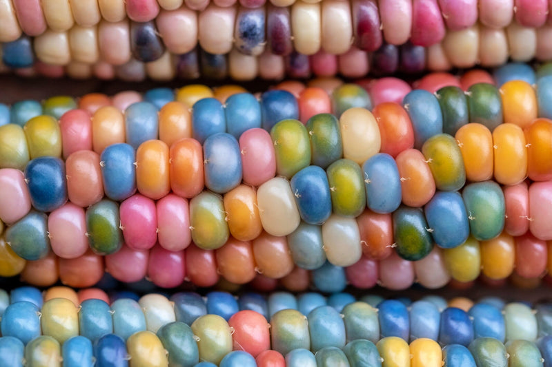 Glass Gem, Cherokee Popcorn - BoxGardenSeedsLLC - Corn - Seeds - USA Seller, Thank you for shopping here today, Naturally Grown GMO Free Seeds, Heirloom Open Pollinated Seeds, Fresh Top Quality Premium Seeds