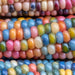 Glass Gem, Cherokee Popcorn, - BoxGardenSeedsLLC -Corn - Seeds