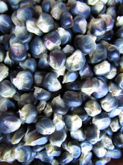 Hopi Blue, Native Corn - BoxGardenSeedsLLC - Corn - Seeds - USA Seller, Thank you for shopping here today, Naturally Grown GMO Free Seeds, Heirloom Open Pollinated Seeds, Fresh Top Quality Premium Seeds