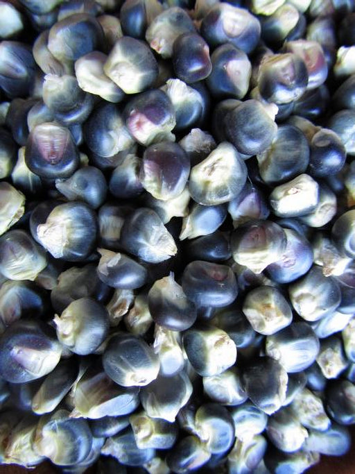 Hopi Blue, Corn, -- BoxGardenSeedsLLC -Corn - Seeds