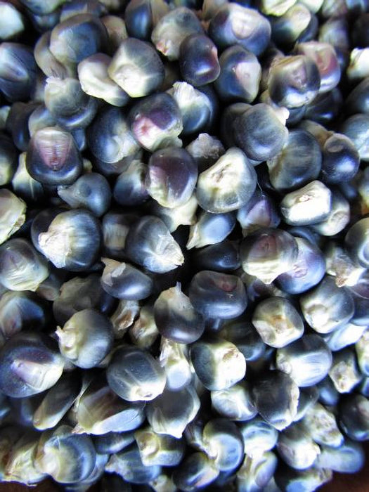 Hopi Blue, Corn, - BoxGardenSeedsLLC -Corn - Seeds