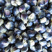 Hopi Blue, Native Corn, - BoxGardenSeedsLLC -Corn - Seeds