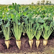 Sugar Beet, Heirloom Seeds - BoxGardenSeedsLLC - Beet,Turnips,Parsnips - Seeds - USA Seller, Thank you for shopping here today, Fresh Premier Seeds