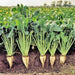 Sugar Beet, -- BoxGardenSeedsLLC -Beet,Turnips,Parsnips - Seeds