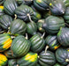 Table Queen, Acorn Winter Squash, -- BoxGardenSeedsLLC -Squash,Pumpkins - Seeds