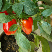 Jupiter, Sweet Bell Pepper - BoxGardenSeedsLLC - Peppers,Eggplants - Seeds - USA Seller, Thank you for shopping here today, Naturally Grown GMO Free Seeds, Heirloom Open Pollinated Seeds, Fresh Top Quality Premium Seeds