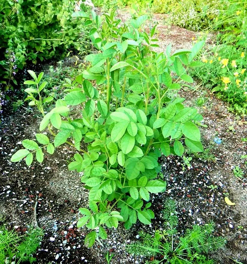 Wild Licorice, Culinary & Medicinal Herbs - BoxGardenSeedsLLC - Culinary/Medicinal Herbs - Seeds - USA Seller, Thank you for shopping here today, Naturally Grown GMO Free Seeds, Heirloom Open Pollinated Seeds, Fresh Top Quality Premium Seeds