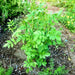 Wild Licorice, Culinary & Medicinal Herbs, - BoxGardenSeedsLLC -Culinary/Medicinal Herbs - Seeds