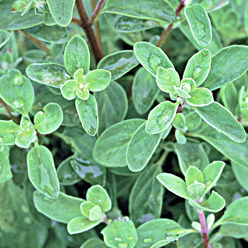 Sweet Marjoram, Herb, -- BoxGardenSeedsLLC -Culinary/Medicinal Herbs - Seeds