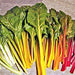 Rainbow Garden, Seed Collection, -- BoxGardenSeedsLLC -Seed Collections - Seeds