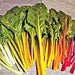 - BoxGardenSeedsLLC - Rainbow Garden Seed Kit Heirloom Seeds - - Seeds