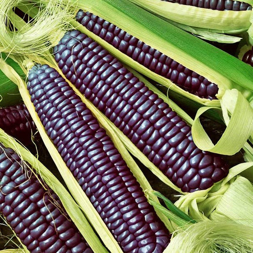 Hopi Blue, Corn, -- BoxGardenSeedsLLC -Corn - Seeds