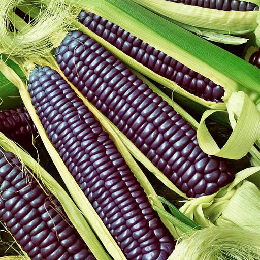 - BoxGardenSeedsLLC - Hopi Blue, Corn, - Corn - Seeds