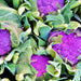 Cauliflower, Purple Violetta Italia, - BoxGardenSeedsLLC -Broccoli,Cauliflower - Seeds