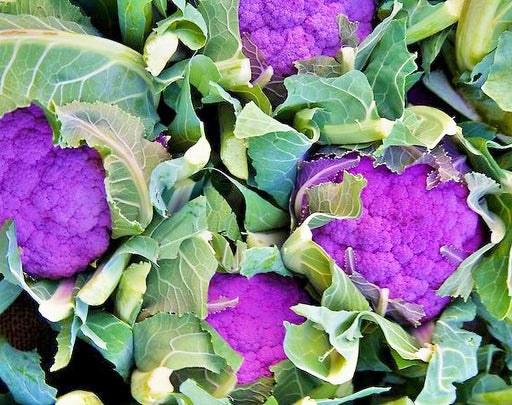 Cauliflower, Purple Violetta Italia, -- BoxGardenSeedsLLC -Broccoli,Cauliflower - Seeds