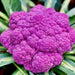 Cauliflower Purple di Sicilia Violetta Heirloom Seeds Open Pollinated Container Gardening Vegetable Seeds Garden Seeds Non-GMO - BoxGardenSeedsLLC -Broccoli,Cauliflower - Seeds