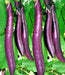 Ping tung Long, Eggplant, -- BoxGardenSeedsLLC -Peppers,Eggplants - Seeds