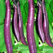 Ping tung Long, Eggplant, - BoxGardenSeedsLLC -Peppers,Eggplants - Seeds