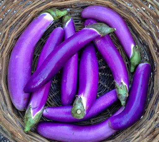 Ping tung Long, Eggplant, -- BoxGardenSeedsLLC -Peppers,Eggplants - Seeds