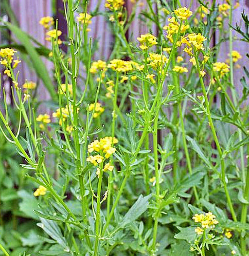 Yellow (White), Mustard, - BoxGardenSeedsLLC -Culinary/Medicinal Herbs - Seeds