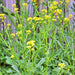 Yellow (White), Mustard, - BoxGardenSeedsLLC -Culinary/Medicinal Herbs - Seeds