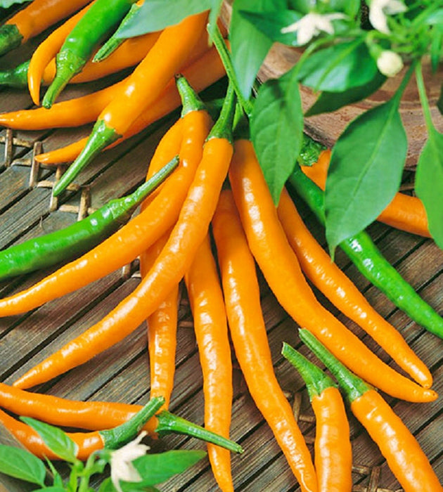 Orange Cayenne, Hot Pepper, -- BoxGardenSeedsLLC -Peppers,Eggplants - Seeds