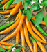 Orange Cayenne, Hot Pepper, -- BoxGardenSeedsLLC -Peppers,Eggplants - Seeds