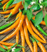 - BoxGardenSeedsLLC - Orange Cayenne, Hot Pepper, - Peppers,Eggplants - Seeds