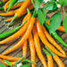 Orange Cayenne, Hot Pepper, - BoxGardenSeedsLLC -Peppers,Eggplants - Seeds